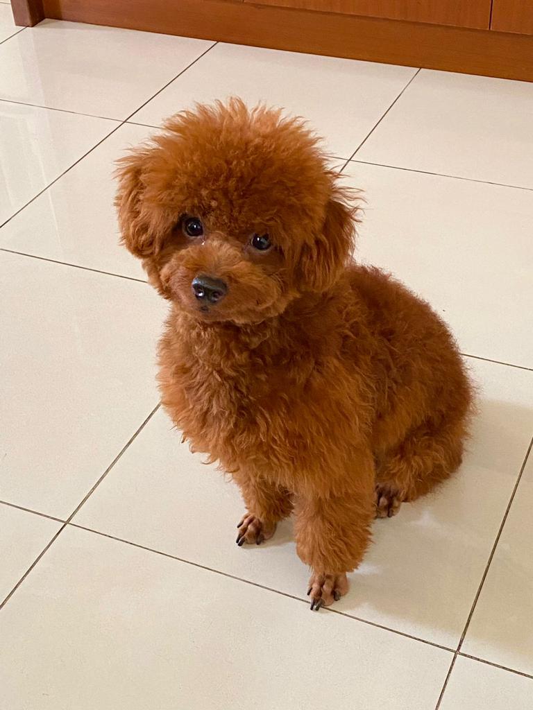 Awas ada anjing